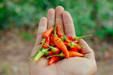 thai spicy red chili