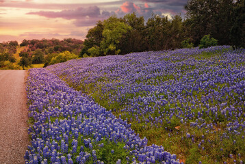 Texas Bluebonnets 