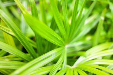 Palm leaves texture blurred background, light green tropical leaf pattern, abstract jungle foliage design, natural ornament wallpaper, palm tree branches backdrop, rhapis excelsa, bamboo or lady palm