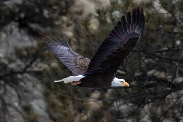 Bald Eagles at Eleven Mile Canyon