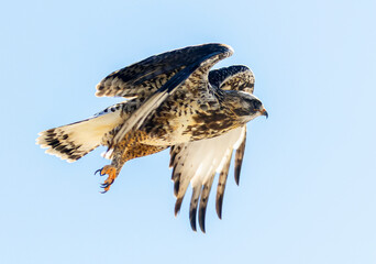 Rough Legged Hawk