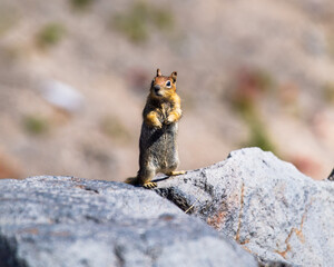 Chipmunk is posing to camera in Crater Lake Park, Oregon