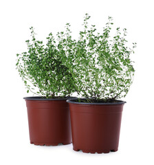 Pots with aromatic green thyme isolated on white