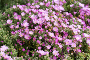 Obraz premium Pink Lampranthus flowers in the garden
