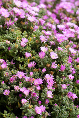 Obraz premium Pink Lampranthus flowers in the garden
