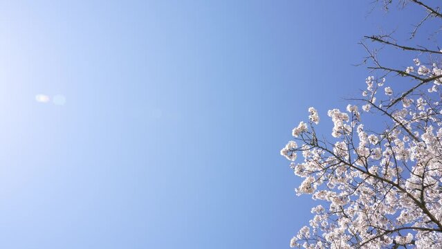 満開の桜並木をティルトダウン撮影