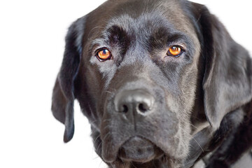 Black dog isolate on white. Labrador retriever with brown eyes portrait. A pet, an animal.
