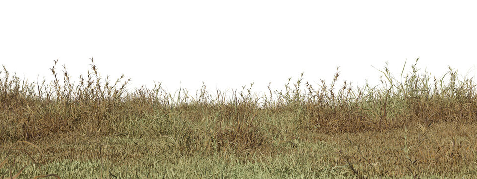Dry grass field in nature,  meadow in summer, Tropical forest isolated on transparent background - PNG file, 3D rendering illustration for create and design or etc