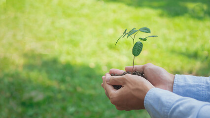 International Forest Day. Earth Day In the hands of trees growing seedlings. Bokeh green Background Female hand holding tree on nature field grass Forest conservation concept, reduce global warming.