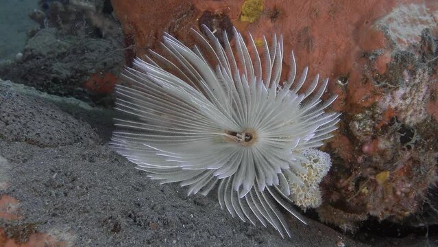 A white tube worm grows on the seabed against a background of red stone. Its tentacles move in the current. They gather food with their tentacles.