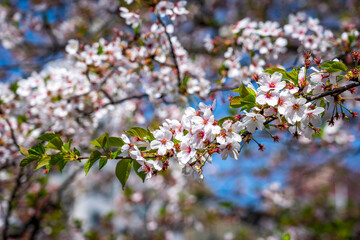 Cherry blossom season, Tokyo, Japan