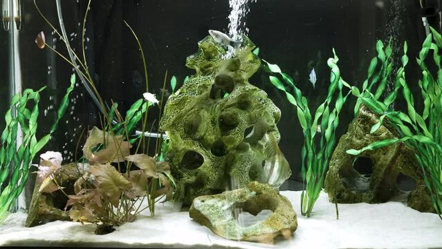 Freshwater tropical fish aquarium with bubbles live plants white sand and coral rock 4k 24p
