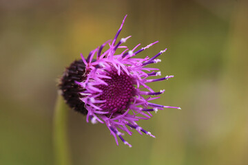 タテヤマアザミのクローズアップ