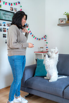 Positive Woman, With Black Hair In Casual Clothes On Blue Couch In Living Room, Playin With Cute West Highland White Terrier.