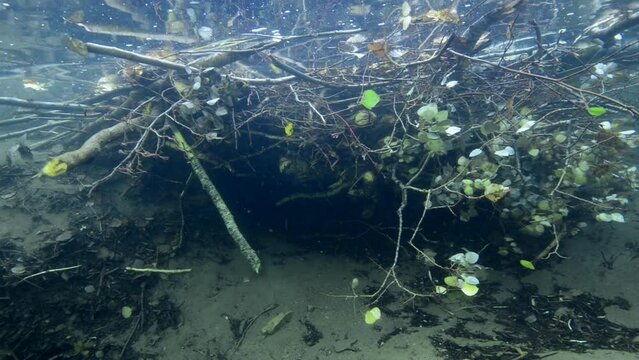 Beaver hut underwater during a dive