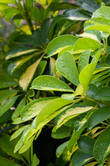 Close up of schefflera leaves, Heptapleurum Arboricola