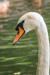 Portrait of a graceful white swan with long neck on dark water background.