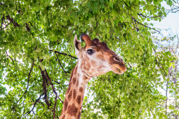 Close-up giraffe head on green leaves background