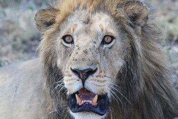adult male lion growling