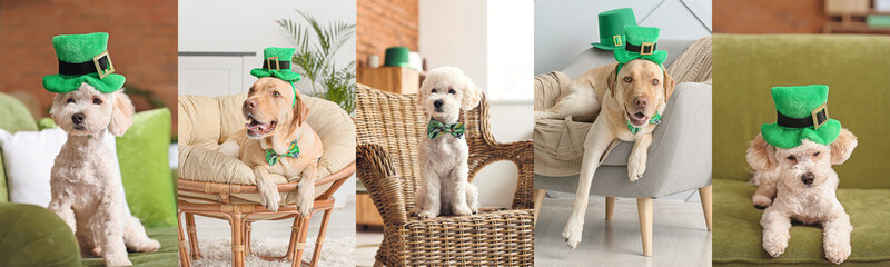 Festive collage for St. Patrick's Day celebration with cute dogs at home