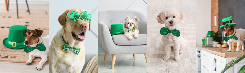 Festive collage for St. Patrick's Day celebration with cute dogs at home