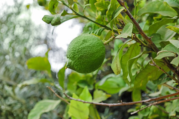 Tree branch with green lemon outdoors, closeup
