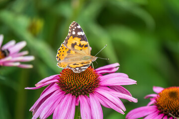 Beautiful butterfly painted lady or Vanessa cardui sitting on purple Echinacea flower in the...