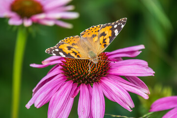 Beautiful butterfly painted lady or Vanessa cardui sitting on purple Echinacea flower in the summer. Close up. Macro.