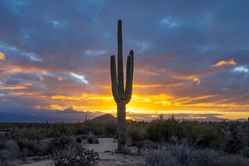 A lone Saguaro Cactus At Sunrise In The Phoenix AZ Area