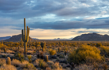 Morning Time With Classic Sonoran Desert Landscape With Cactus In Arizona