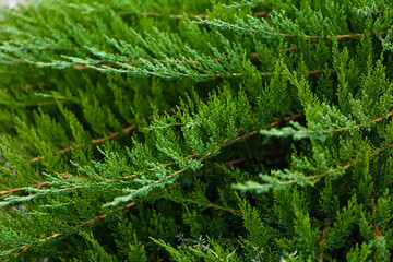 Evergreen shrub as background, closeup