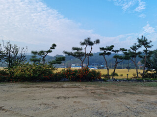 Rural landscape with pine trees.