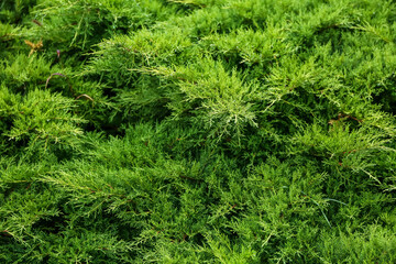 Evergreen shrub as background, closeup