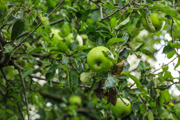 Tree with green apples outdoors, closeup