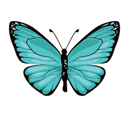 butterfly blue light insect