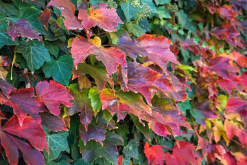 Colorful autumn leaves outdoors