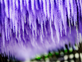 Close up Chinese Weeping Blue Wisteria Flower Tree Generative AI Illustration