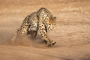 Powerful Cheetah Chases with Claws