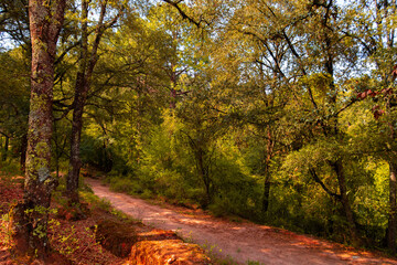 Bosque en verano, Xichu, Mexico.