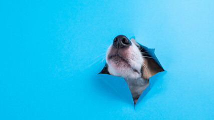 Funny dog muzzle from a hole in a paper blue background. Copy space.  - obrazy, fototapety, plakaty