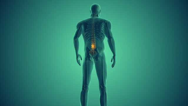 Spinal Pain Relief In The Human Body