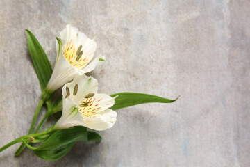 White alstroemeria flowers on grunge background