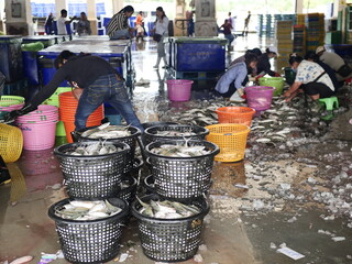Fototapeta premium The Fish Market is a collection of fish. Fishermen sorting clear mackerel on the boat. seafood ingredients