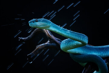 Viper Playing Rain