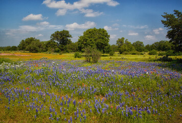 Fototapeta na wymiar Texas Bluebonnets 