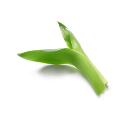 Fresh leaves of bamboo isolated on white background