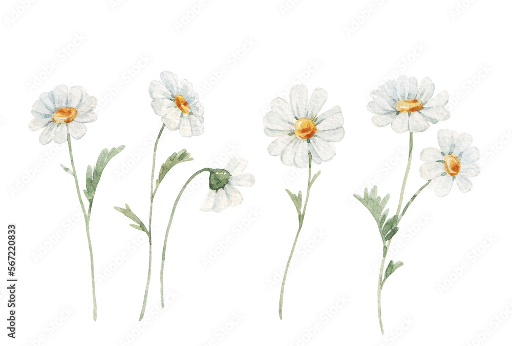 Wall mural beautiful floral stock illustration with hand drawn watercolor chamomile flower. clip art.