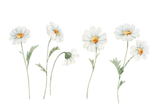 Beautiful floral stock illustration with hand drawn watercolor chamomile flower. Clip art.