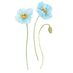 Beautiful floral stock illustration with hand drawn watercolor blue poppy flowers. Clip art.