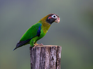 Brown-hooded Parrot portrait on fence post in Costa Rica